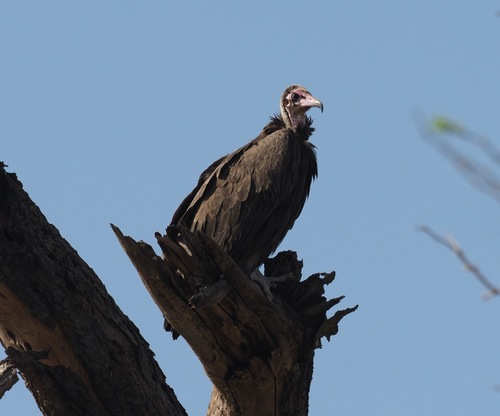 Hooded Vulture