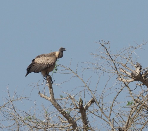 White-backed Vulture