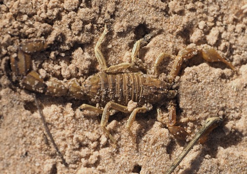 Androctonus dekeyseri