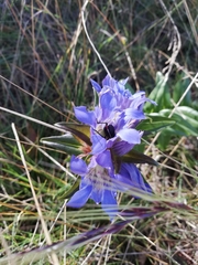 Gentiana spathacea