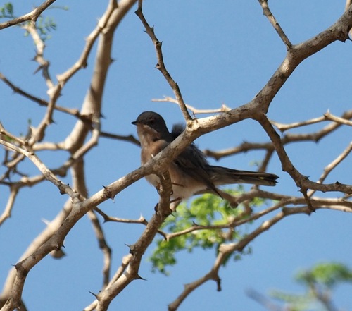 Western Subalpine Warbler