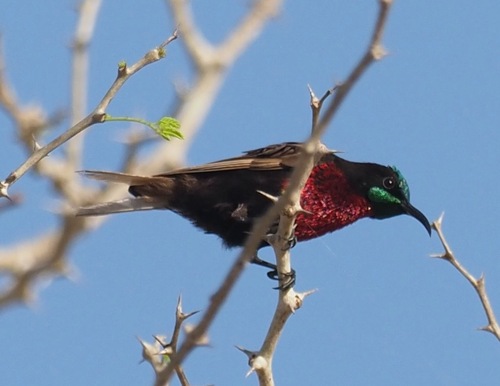 Scarlet-chested Sunbird