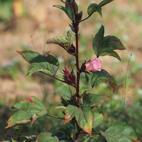 Sorrel