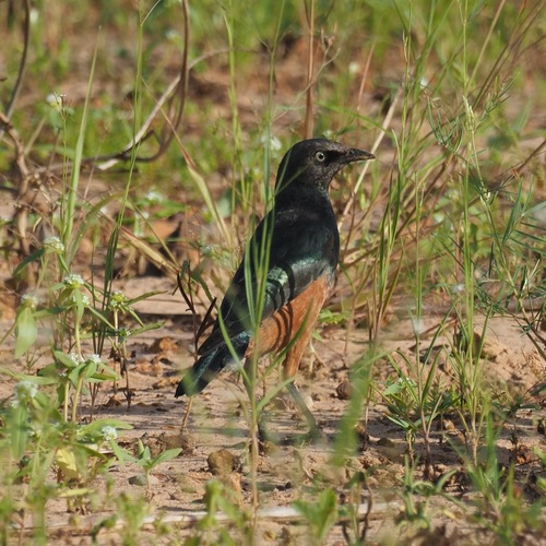 Chestnut-bellied Starling