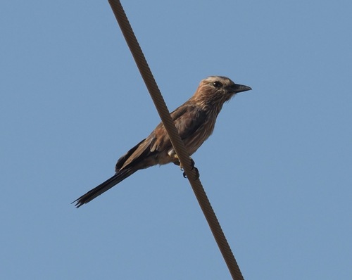 Purple Roller