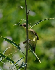 Pseudocolopteryx flaviventris
