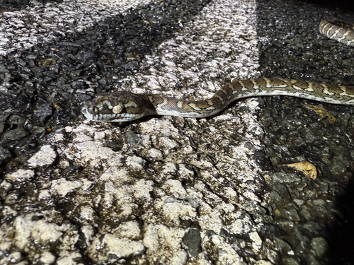Coastal Carpet Python sighting