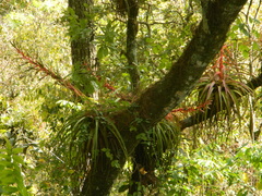 Tillandsia calothyrsus