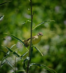 Pseudocolopteryx flaviventris