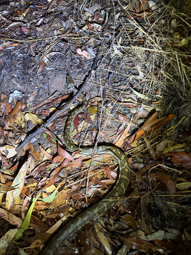 Coastal Carpet Python sighting