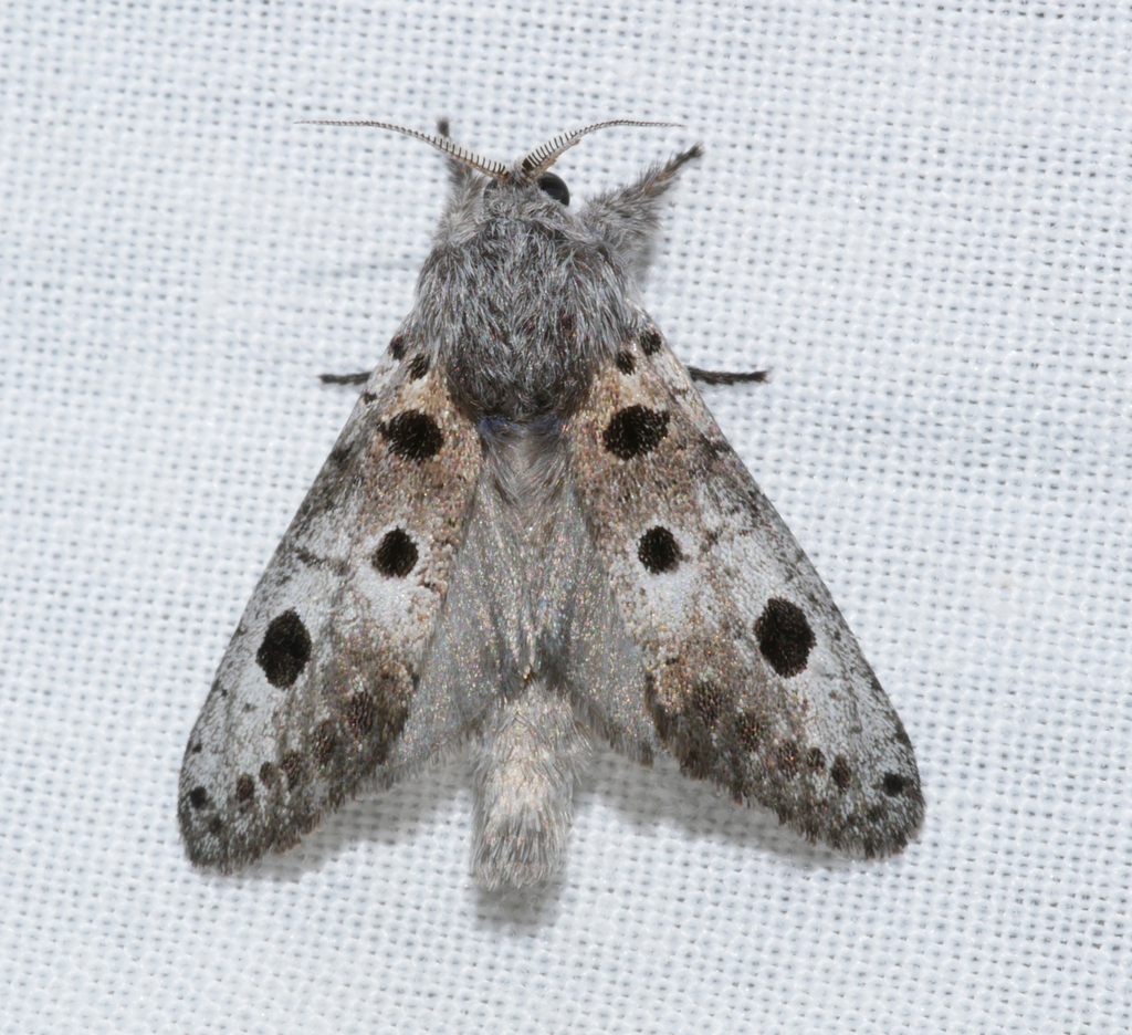 Sympycnodes dunnorum