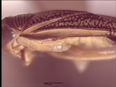 Trichocorixa borealis