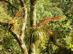 Tillandsia calothyrsus