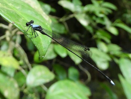 Elattoneura balli