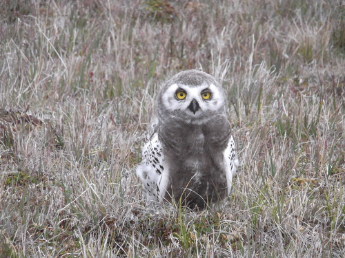 Snowy Owl photographed in Alaska