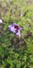 Glandularia lilacina
