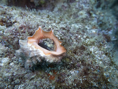 Neorapana tuberculata