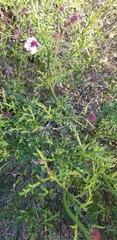 Glandularia lilacina