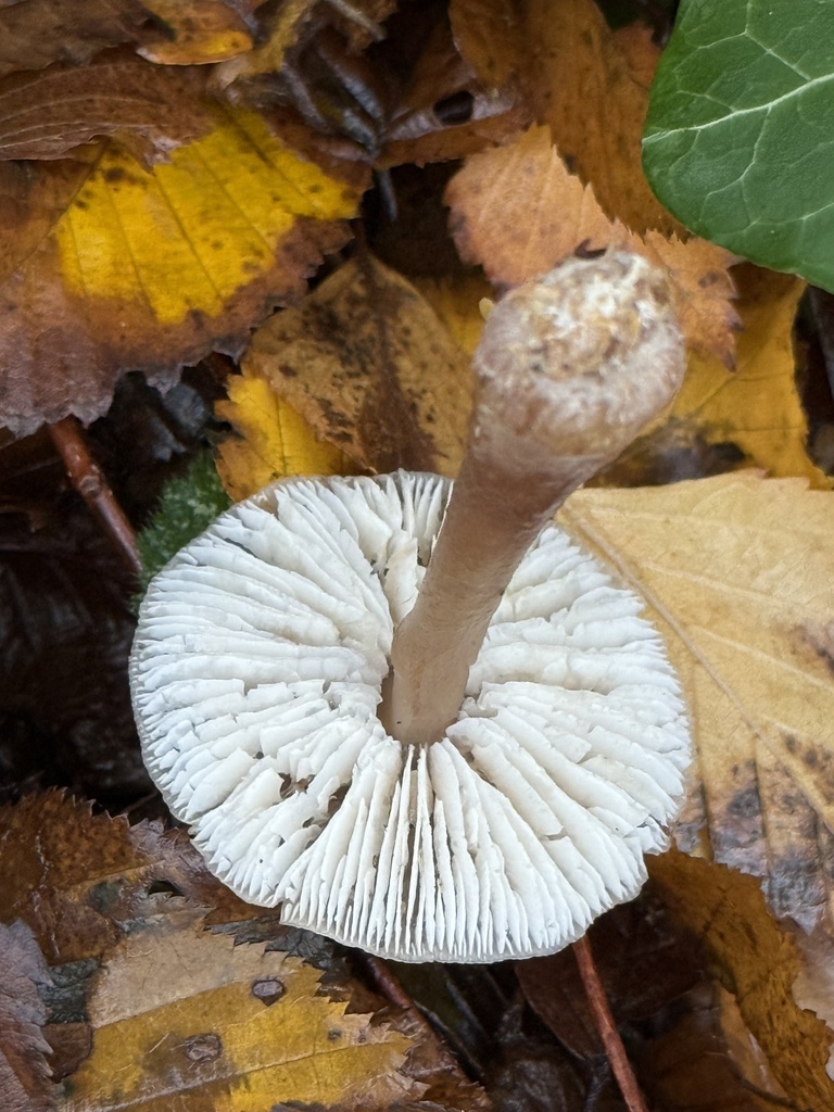 Rhodocollybia asema · November 2025 · photo: © cjoynson (iNaturalist, cc0)