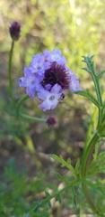 Glandularia lilacina