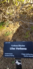 Glandularia lilacina