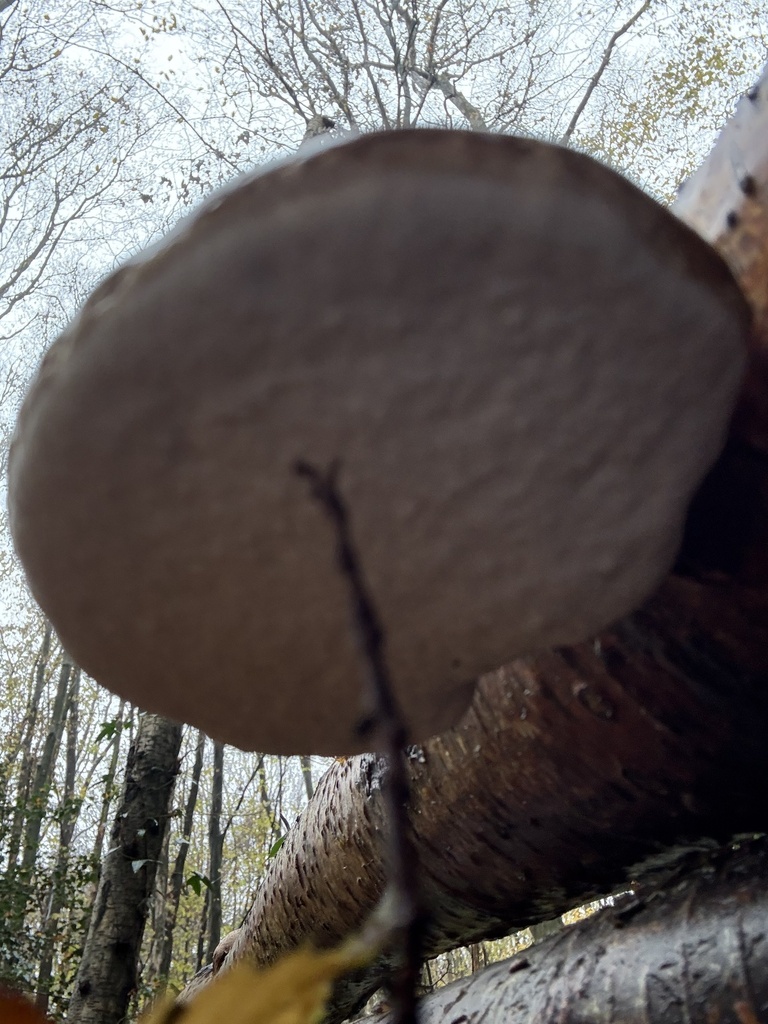 Fomitopsis betulina · November 2025 · photo: © cjoynson (iNaturalist, cc0)