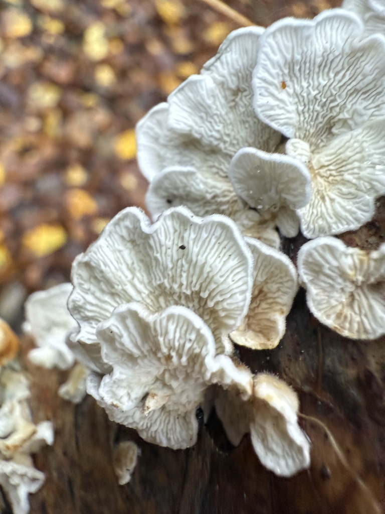 Plicatura crispa · November 2025 · photo: © cjoynson (iNaturalist, cc0)