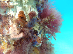 Clavelina moluccensis
