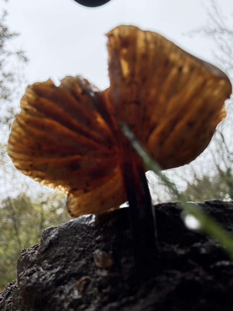 Flammulina · November 2025 · photo: © cjoynson (iNaturalist, cc0)