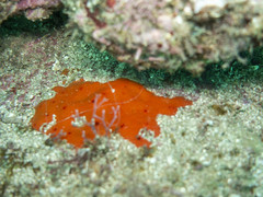 Dragmacidon mexicanum