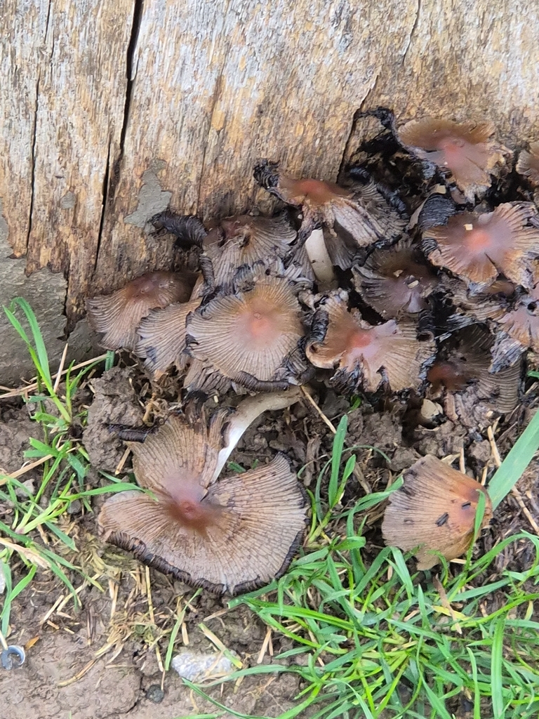 Micacei · November 2025 · photo: © mattnewnham (iNaturalist, cc0)