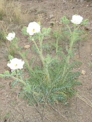 Argemone chisosensis