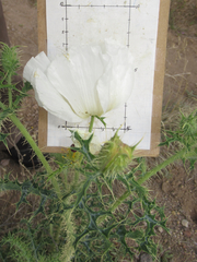 Argemone chisosensis