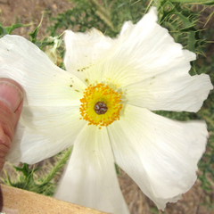 Argemone chisosensis