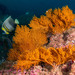 Muricea plantaginea - Photo (c) Programa Marino del Golfo de California, alguns direitos reservados (CC BY-NC-SA), uploaded by Programa Marino del Golfo de California