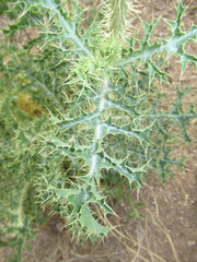 Argemone chisosensis