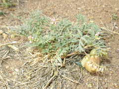 Astragalus wootonii