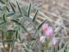 Astragalus wootonii