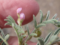 Astragalus wootonii