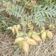 Astragalus wootonii