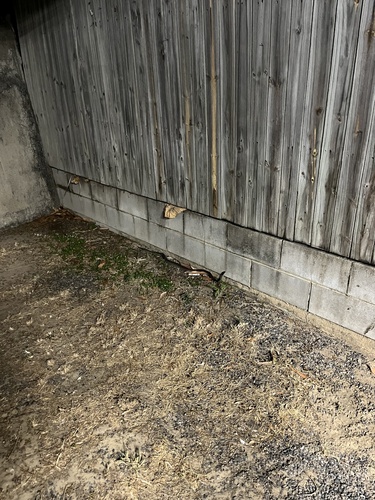 Spotted Python sighting