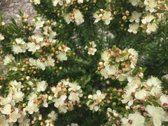 Myrtus