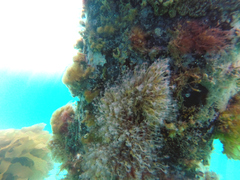 Ectopleura crocea