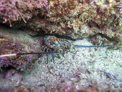 Panulirus inflatus