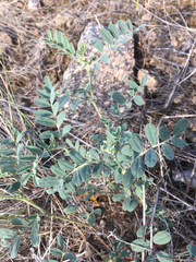 Astragalus collinus