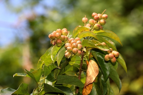 Croton tiglium observed 2025-11-15