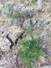 Lomatium multifidum