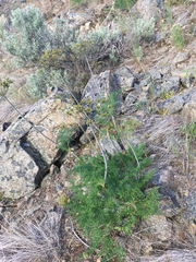 Lomatium multifidum