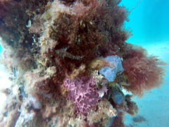 Helcogramma decurrens