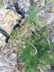 Lomatium multifidum